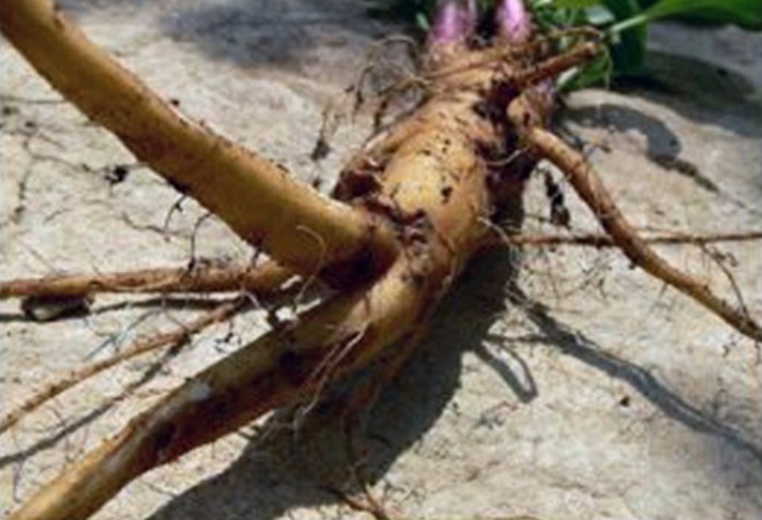 인삼인 줄 알고 ‘독초’ 자식에게 먹인 아빠