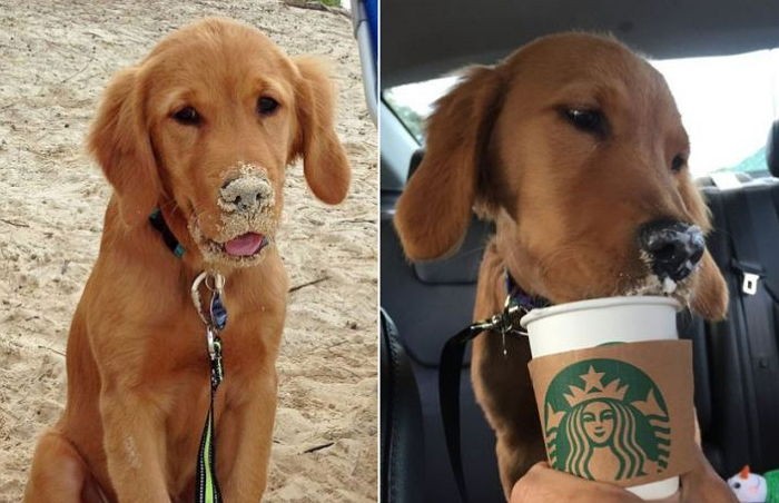 반려견이 시한부 선고를 받자 부부는 하와이 여행을 준비했다 (사진)
