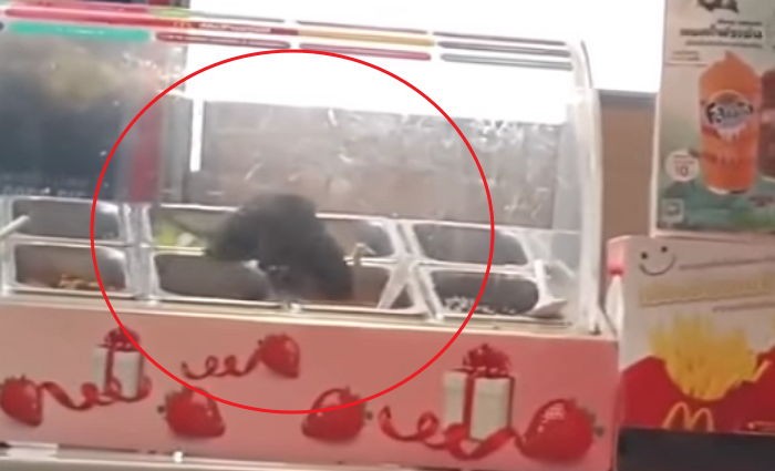 태국 맥도날드 음식 진열대에 나타난 대형 쥐 (영상)