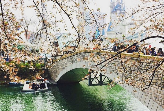 핑크빛 벚꽃 만발한 ‘석촌호수 벚꽃 축제’ (사진)