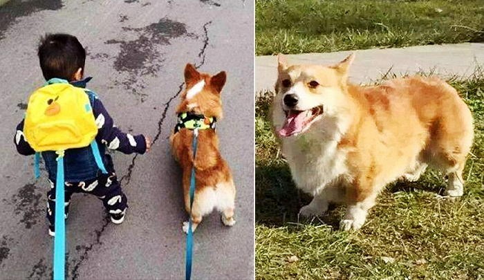 “우리집 웰시 코기가 나무에 걸려 죽은 채 발견됐어요”