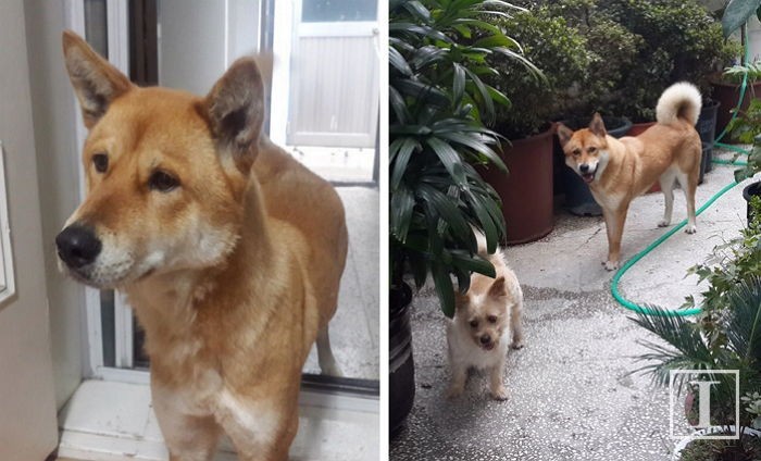 “집 마당서 사라진 진돗개 ‘설순이’를 찾습니다”
