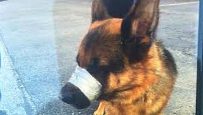 키우던 반려견 입에 ‘테이프’ 감아 고속도로에 버린 주인