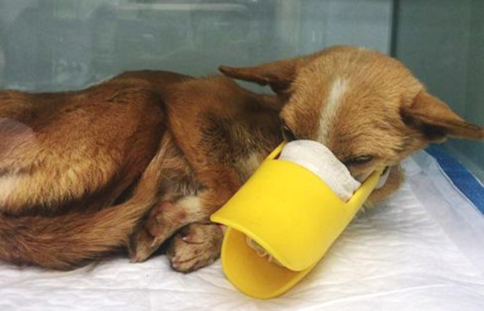 검은 고무줄에 입이 묶인 채 죽어가던 강아지 ‘쫑이’ 근황