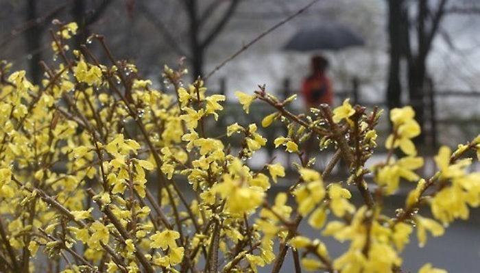 선거일(13일) 전국 비…오후에 그친 뒤 ‘황사’