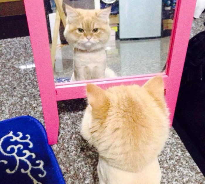 새 헤어스타일이 마음에 들지 않았던 고양이 (사진)