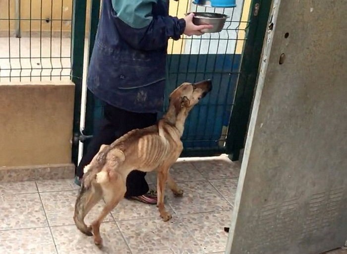 뼈만 남은 채 죽어가던 유기견은 이렇게 변했다 (영상)