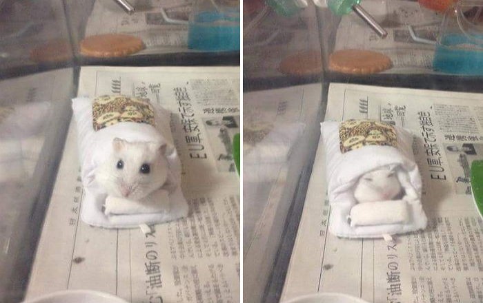 따뜻한 이부자리 선물받은 햄스터의 반응  (사진)