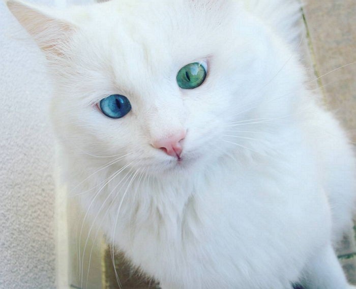 신비로운 눈동자 색으로 SNS스타된 ‘오드아이’ 고양이