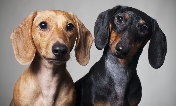 강아지 두 마리 키우는 사람이라면 공감하는 12가지