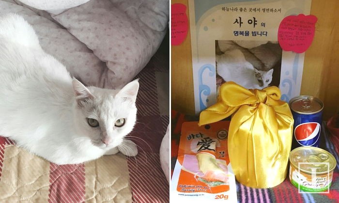 입대 앞두고 전 여친 고양이 소주병으로 때려 죽인 남성