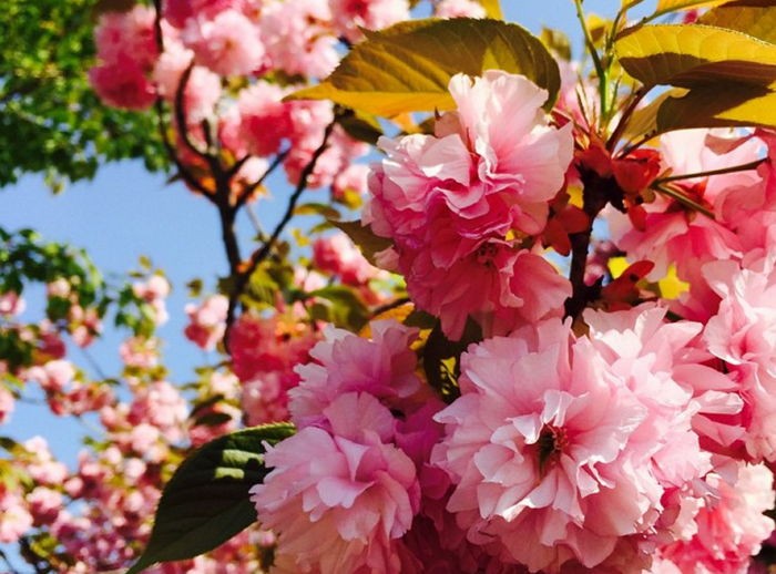 벚꽃보다 예쁘고 탐스러운 ‘왕겹벚꽃’ 사진 6장