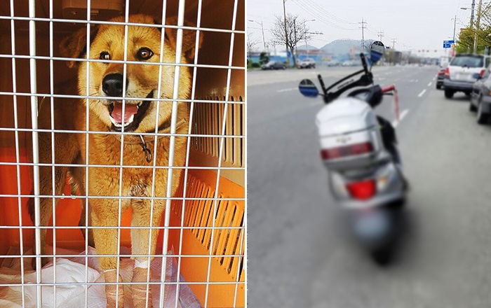 오토바이에 강아지 묶어 끌고 다닌 남성 신원 확보됐다