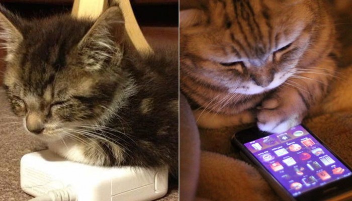 기술 발전은 고양이의 생활 방식도 변화시켰다 (사진)