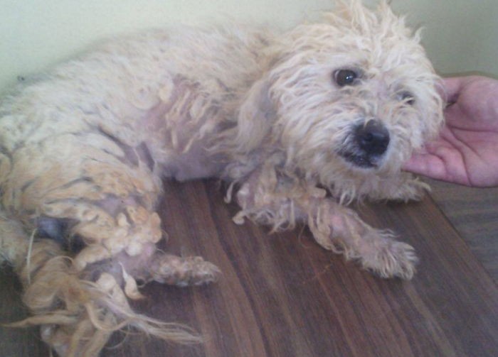 “하얀 비닐봉지인 줄 알았던 강아지가 ‘이렇게’ 변했어요”