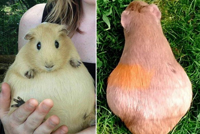 출산 앞둔 만삭의 기니피그는 이렇게 귀엽다 (사진)