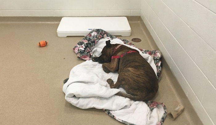 이 강아지는 보호소에 온 지 10개월 되던 날 하루종일 울었다