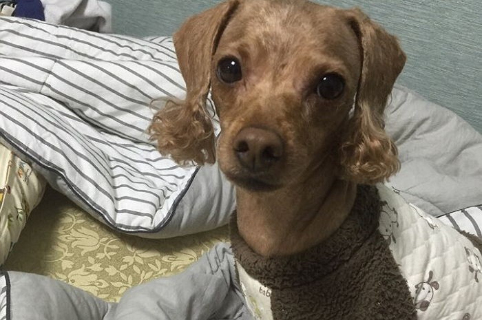 “우리 강아지 물고 도망친 진돗개 주인을 찾아주세요”