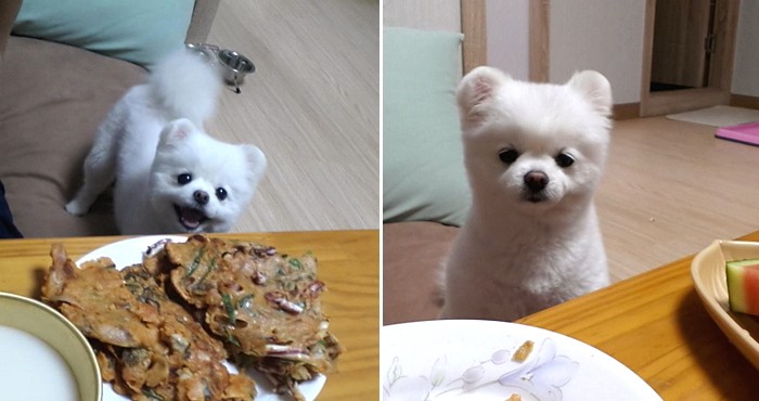 얼굴은 그대로, 몸만 자란 ‘개무룩 강아지’ 달리