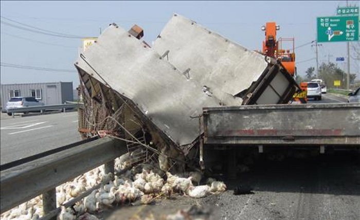 닭 싣고 가던 트럭 넘어져 300여마리 탈출