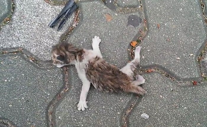 죽어가는 ‘아기 길냥이’ 보고 울면서 전화한 중학생 아들