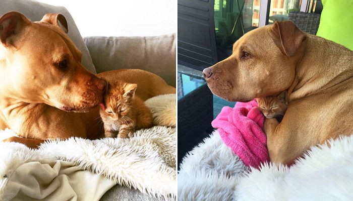 유기견은 버림받은 아기 고양이를 자신의 딸로 삼았다