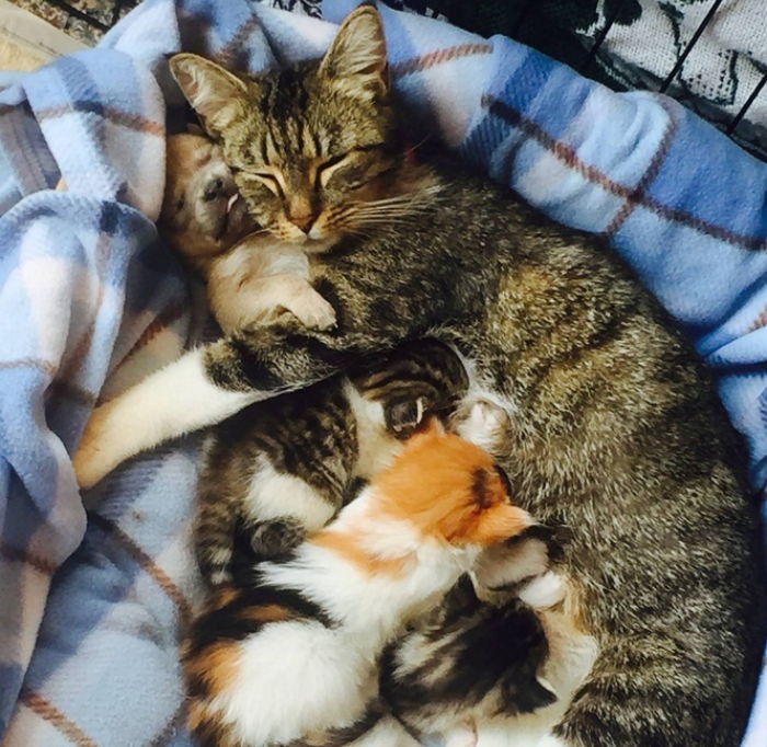 엄마 잃고 우는 아기 강아지 꼭 안아주는 고양이 (사진)