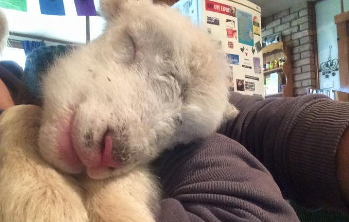 주인에게 버림받고 입양된 염소의 행복한 미소 (사진)