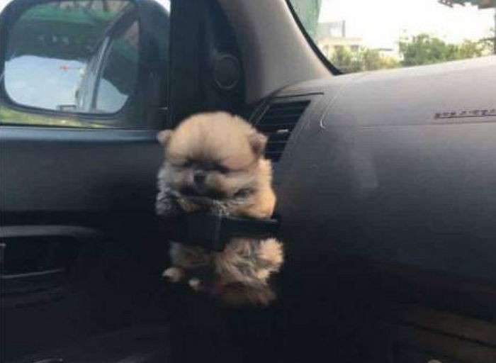 자동차 컵 홀더에 쏙 들어간 아기 강아지