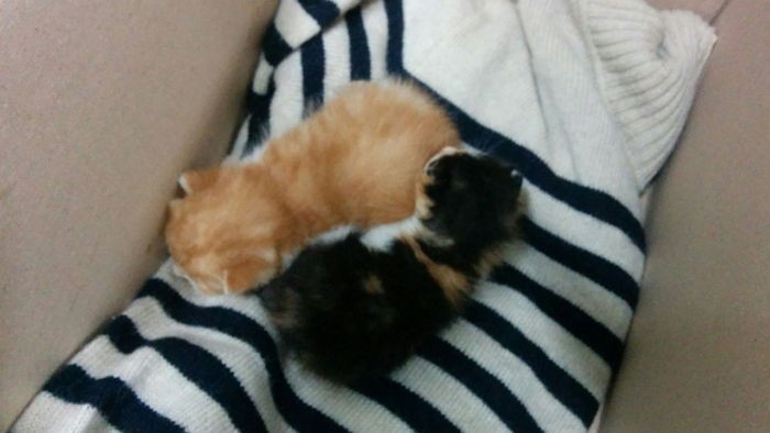 “제가 새끼 고양이 데려간 게 잘못된 건가요?”