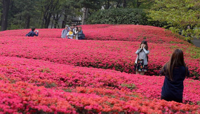 남자친구와 사진 찍기 좋은 도심 속 ‘철쭉 명소’ (사진 7장)