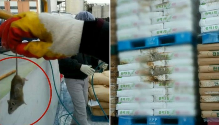 신송산업 밀가루 제보자 “쥐 들어있는 건 기본이었다”