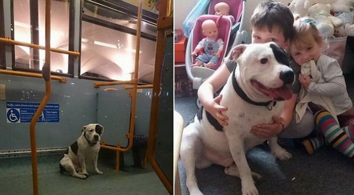 버스에 버려졌던 강아지 보스턴, 주인과 다시 만났다