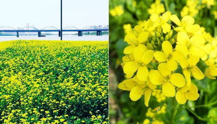 5월에 만발하는 한강 서래섬의 유채꽃 축제