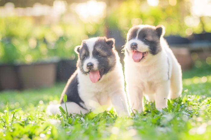 사랑하는 반려견 ‘성격’ 알아보는 테스트 6가지