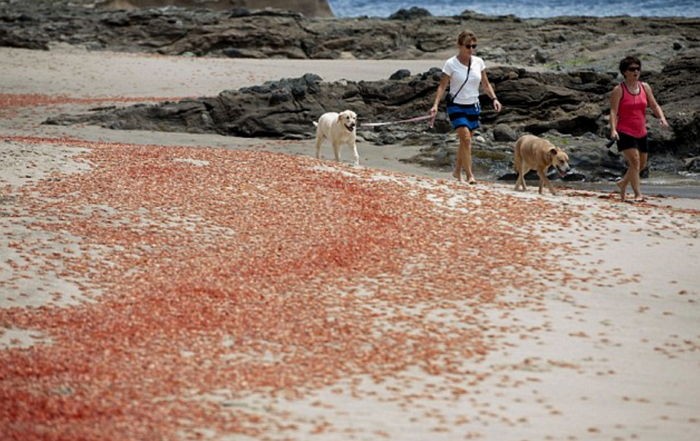 해변에 깔린 예쁜 조약돌의 소름끼치는 정체