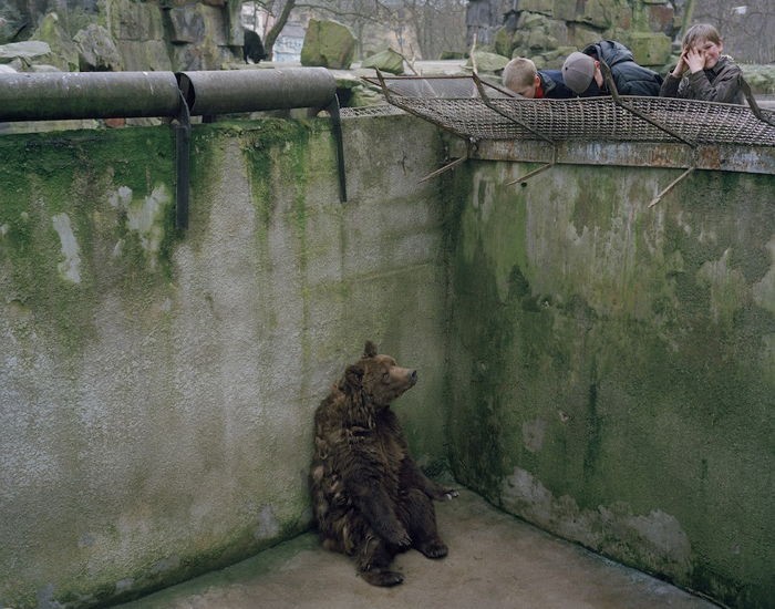 10년째 콘크리트 우리에 혼자 갇혀있는 불곰