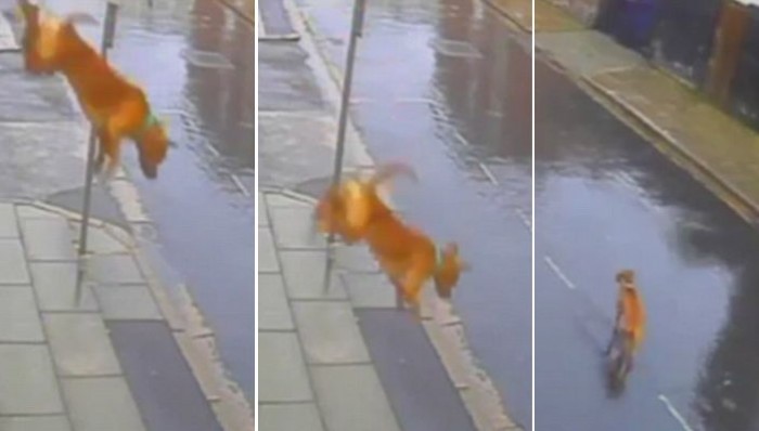 CCTV에 포착된 반려견이 집을 탈출한 방법 (영상)