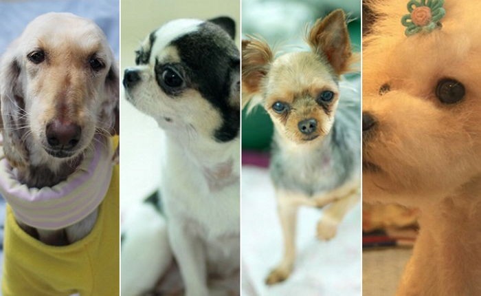 TV동물농장이 폭로한 ‘강아지 공장’서 구조된 강아지 근황