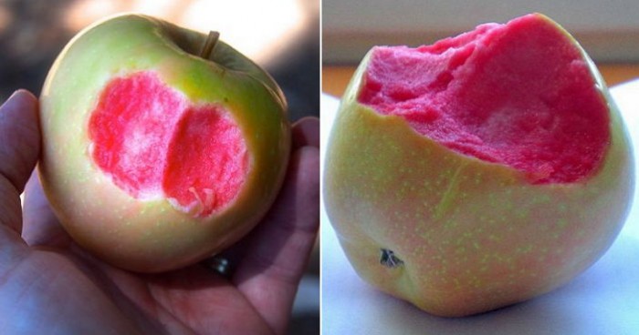 한입 베어 먹으면 분홍 속살 드러나는 ‘핑크 사과’