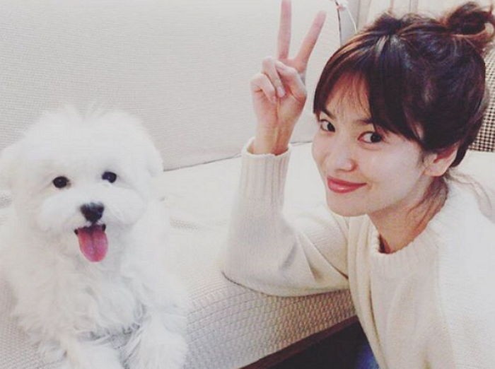 ‘강아지 공장’ 철폐 서명운동 홍보하는 송혜교