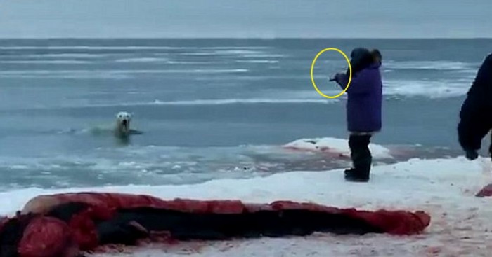 배고픈 북극곰 어쩔 수 없이 사살한 사냥꾼 (영상)