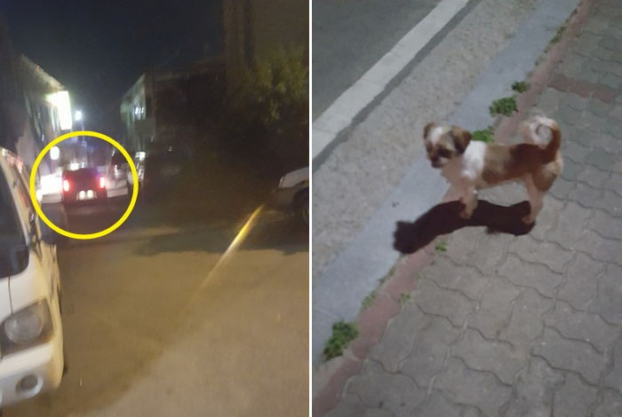 키우던 강아지 도로 위에 버리고 간 중년 여성