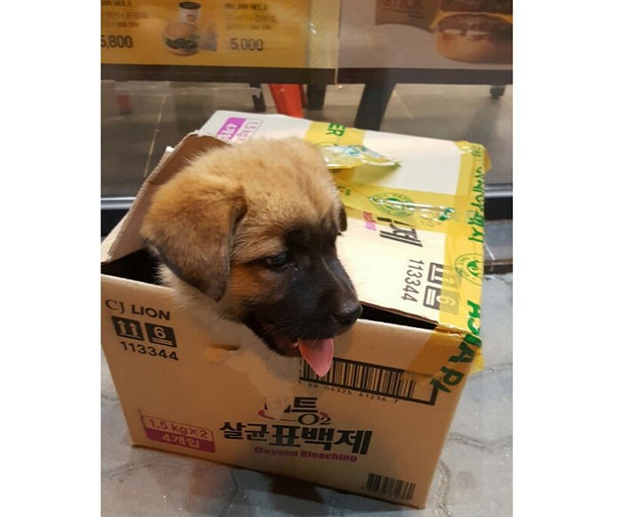 롯데리아 앞 종이박스에 꽁꽁 싸매 버려진 강아지