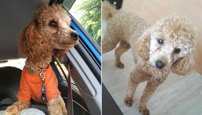 “동물농장보고 저도 유기견을 처음 입양했습니다”