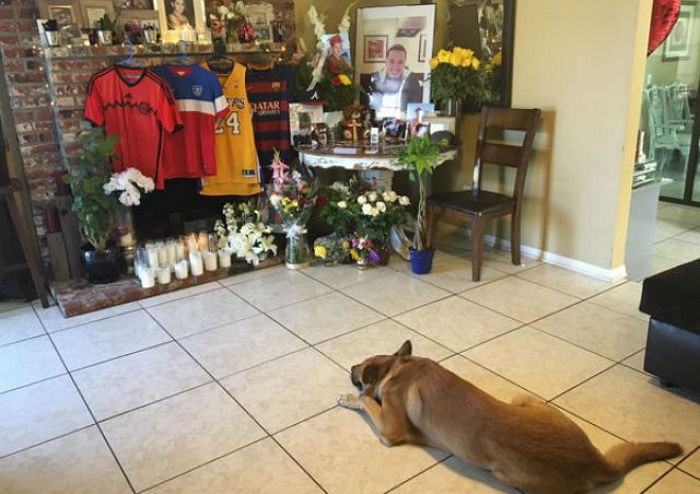 교통사고로 죽은 주인 매일 기다리는 강아지