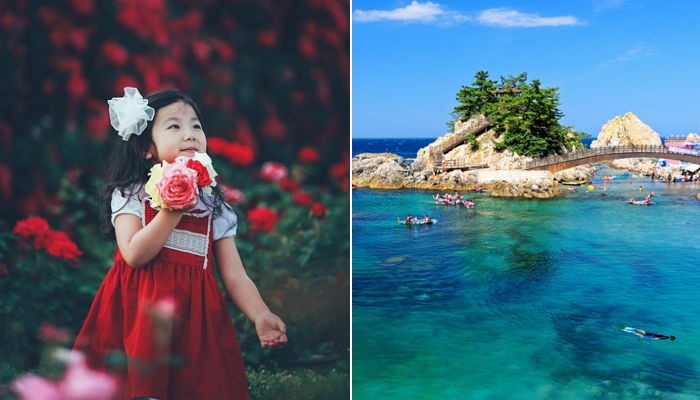 동해의 ‘나폴리’, 삼척에서 열리는 천만송이 장미축제 (사진 4장)
