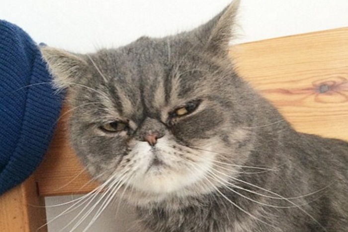 특유의 심술 난 표정덕분에 주인 찾은 고양이