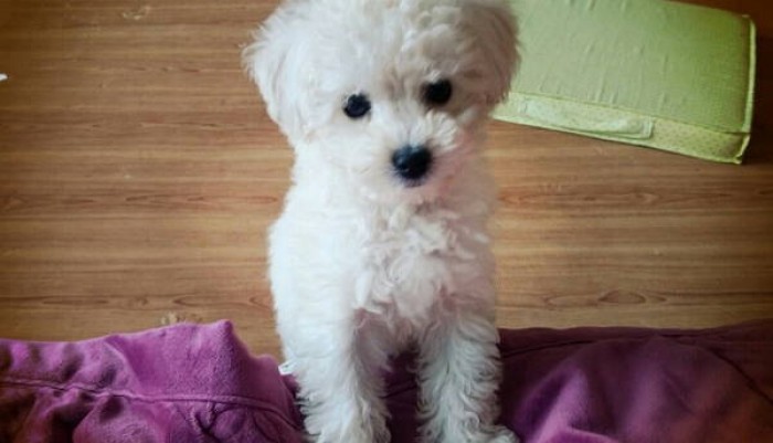 “남자친구가 명품개 사줄테니까 믹스견을 버리랍니다”