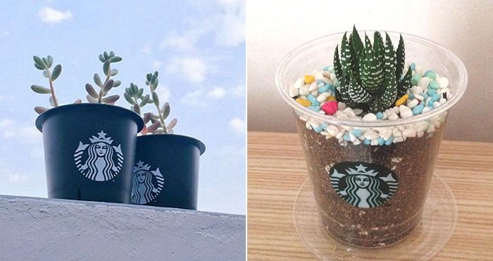 스타벅스, 커피찌꺼기로 만든 ‘꽃 화분 키트’ 선착순 제공